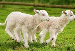 科普常识丨羊跛行的三种原因及防治方法