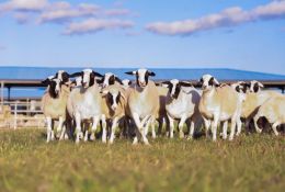 重磅！内蒙古赛诺种羊科技有限公司入选国家种业阵型企业